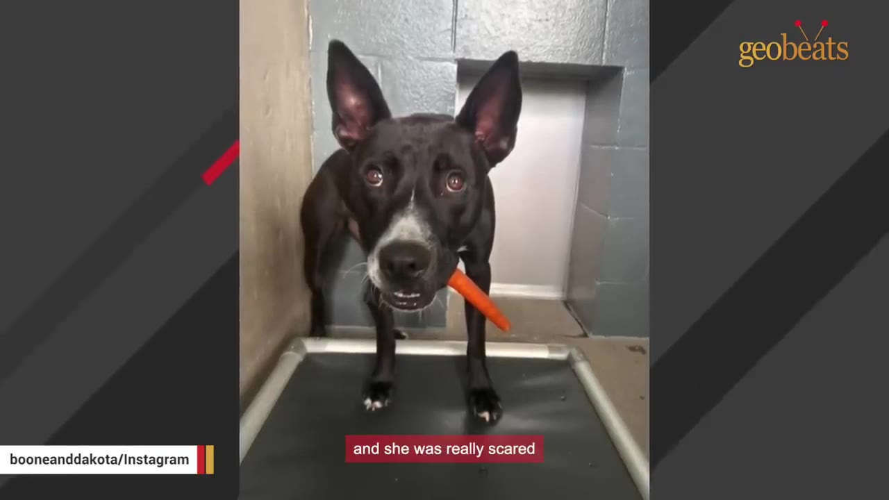 A black dog with white markings on its chest and snout stands inside a shelter kennel holding a carrot in its mouth, looking directly at the camera.