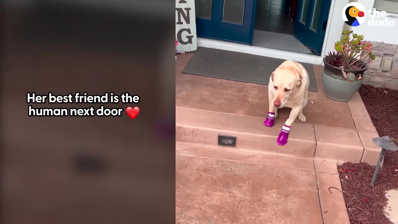 A yellow Labrador Retriever wearing purple booties stands on a concrete porch, looking down with an expectant expression.