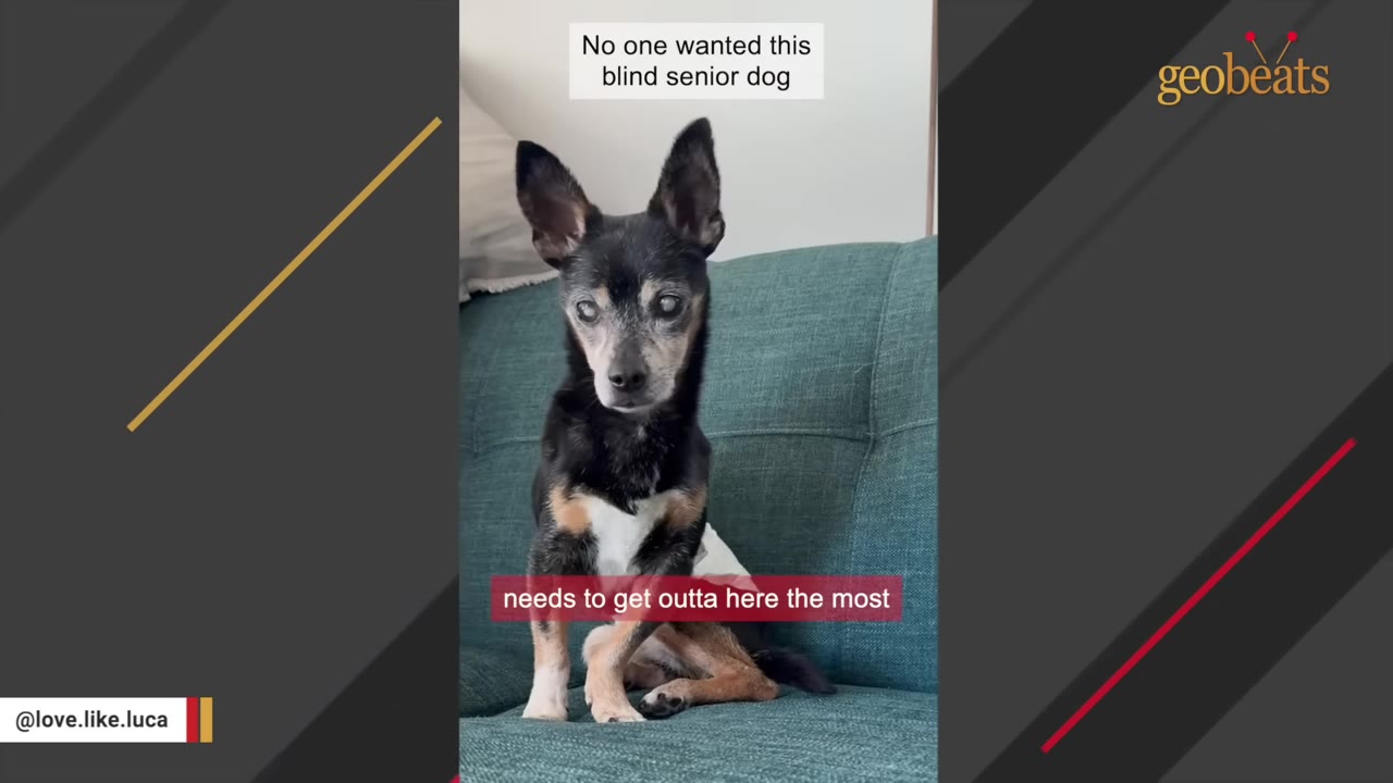 A small, senior black and tan dog with cloudy, blind eyes sits on a teal sofa. Text overlays read 'No one wanted this blind senior dog' and 'needs to get outta here the most'.