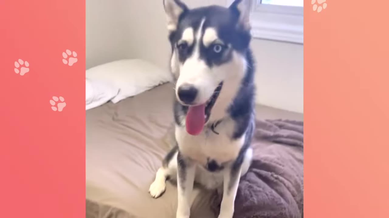 A black and white Siberian Husky with blue eyes sits on a bed, looking forward with its tongue out.