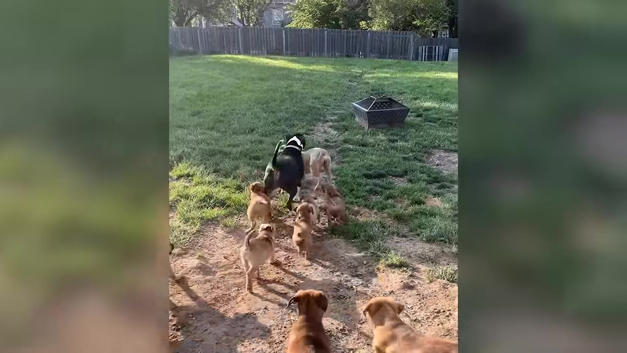 Two adult dogs, one black and white and one tan, lead a pack of small brown puppies across a grassy backyard.