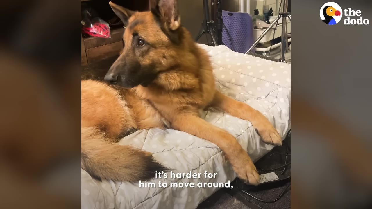 A German Shepherd dog lying down on a white polka-dot dog bed, looking off to the side with a gentle expression.