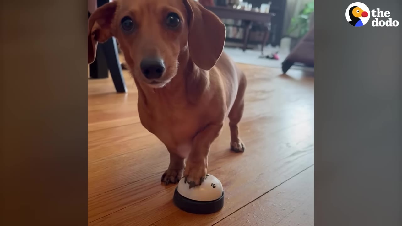 A brown dachshund standing on a wooden floor, pressing a small white and black call bell with its front paw while looking directly at the camera.