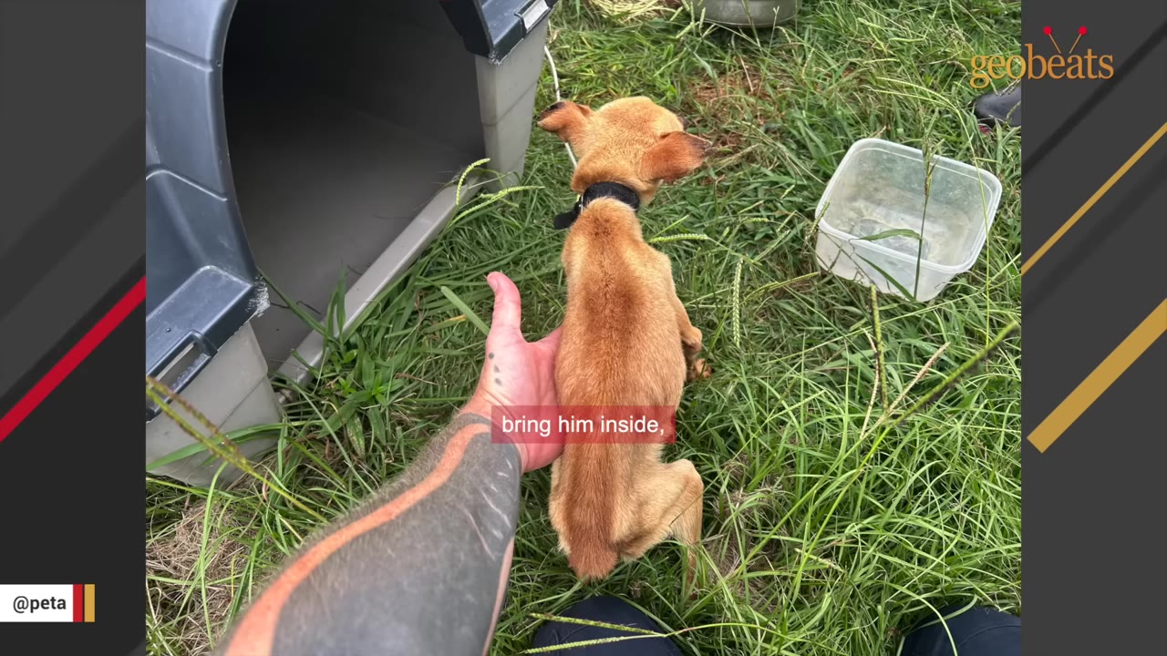 A person's tattooed arm and hand gently touching the back of a small, thin brown dog standing in the grass next to a plastic doghouse.