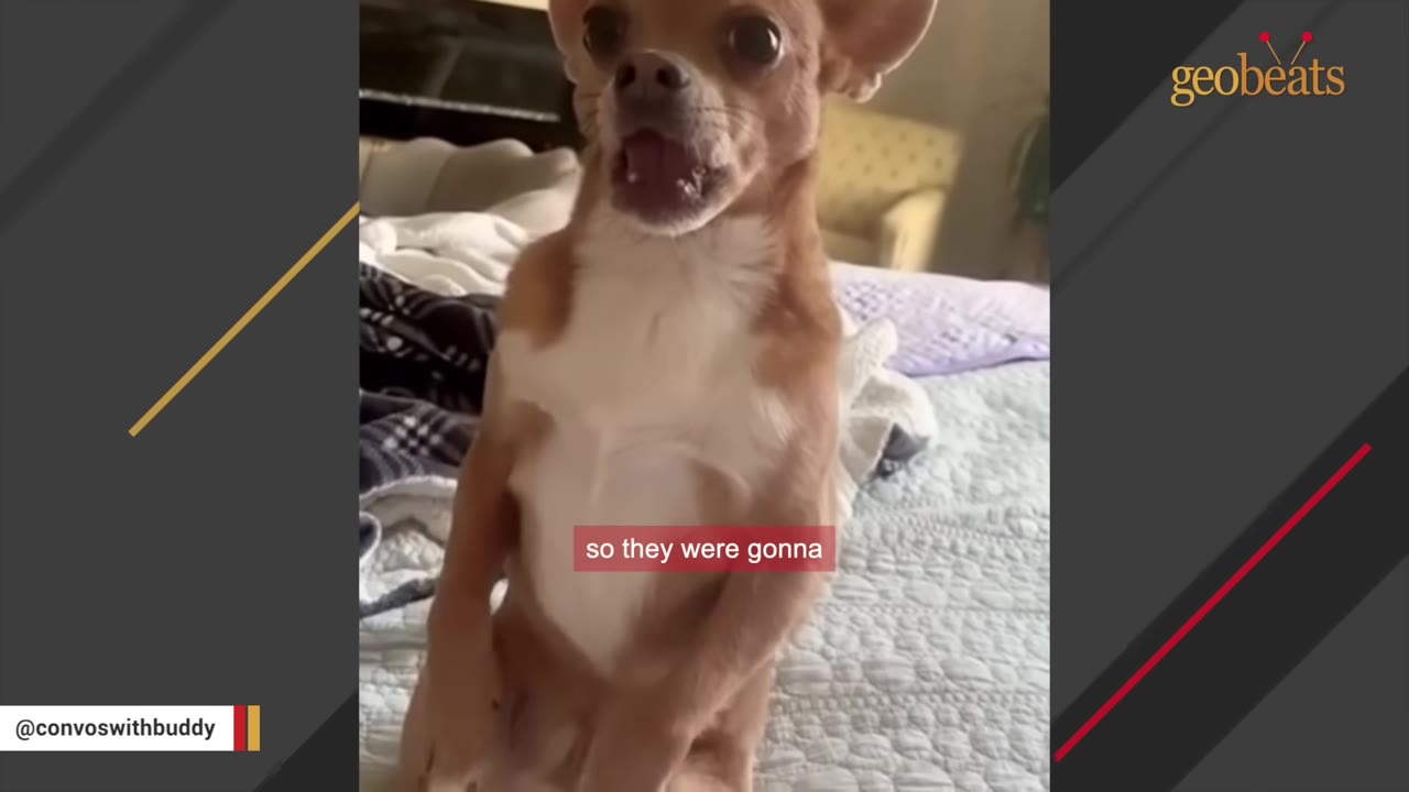 A small brown and white Chihuahua sits upright on a bed with its mouth open as if vocalizing.