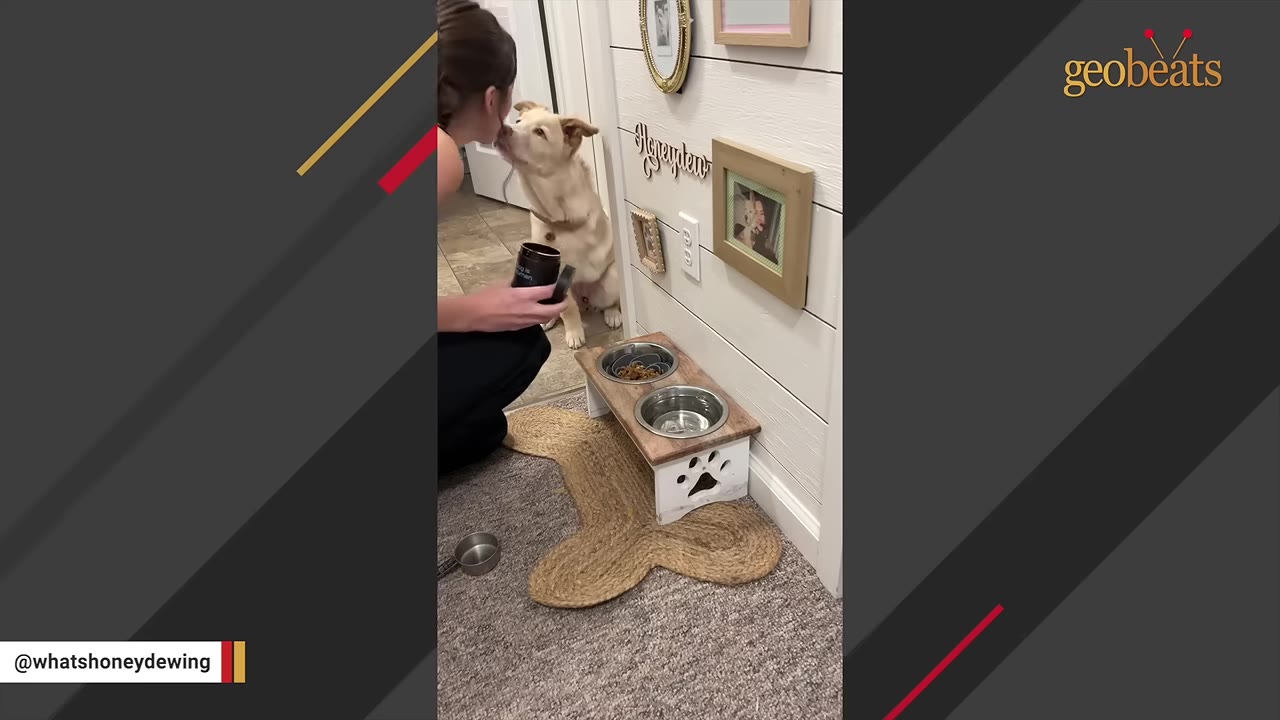 A light-colored dog sits patiently on the floor, looking up at a person who is kneeling beside a raised dog bowl stand.