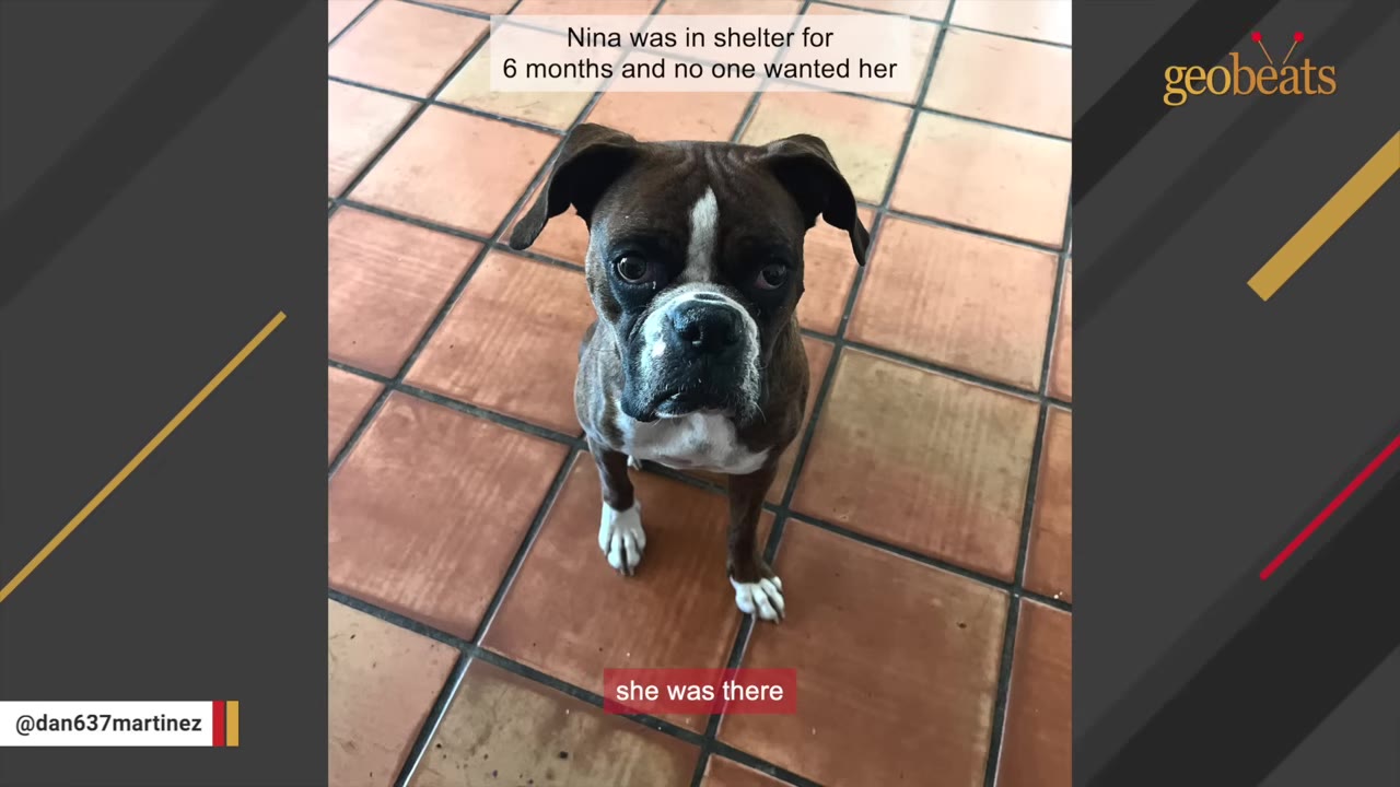 A brown and white boxer dog sits on a terracotta tiled floor, looking up with wide, sad eyes.