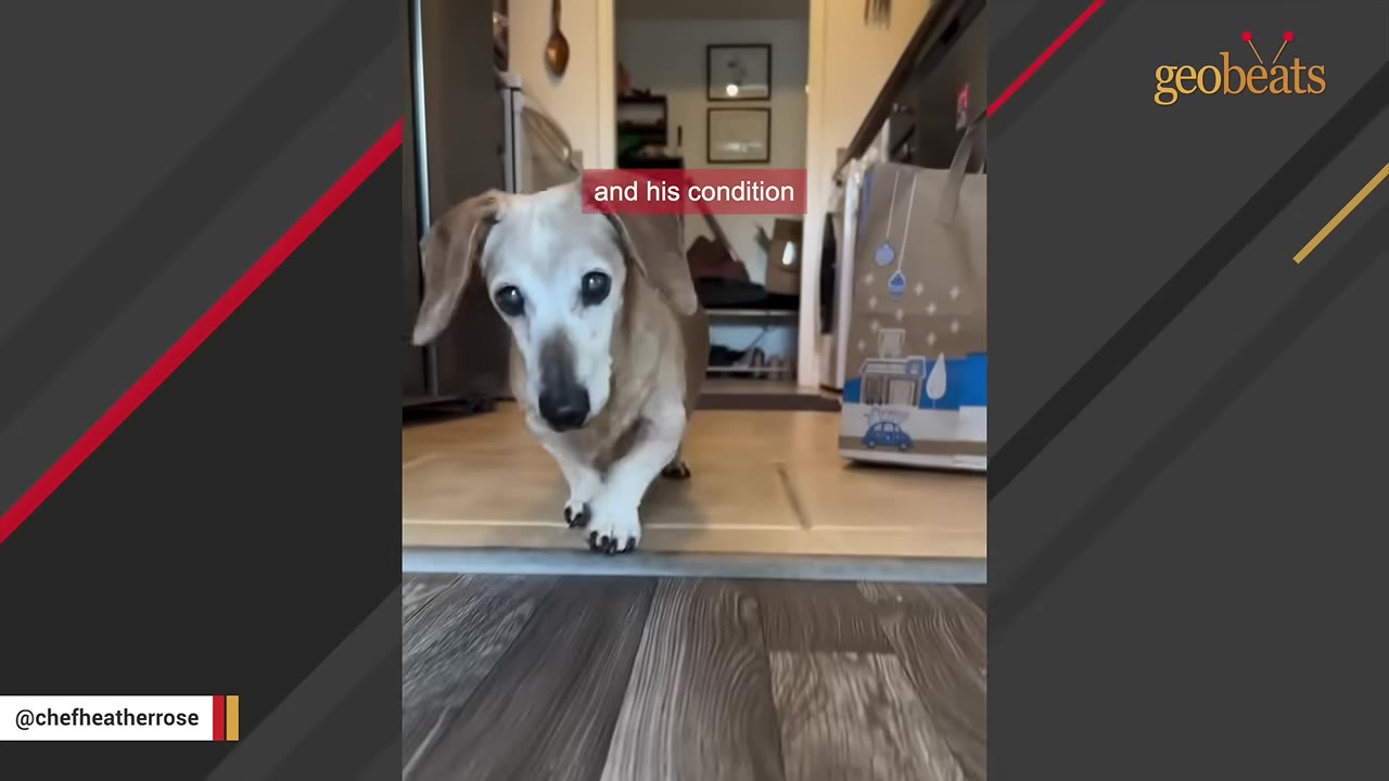 A senior, light-brown dachshund-mix dog with a grey face and floppy ears walks forward on a tiled floor indoors.