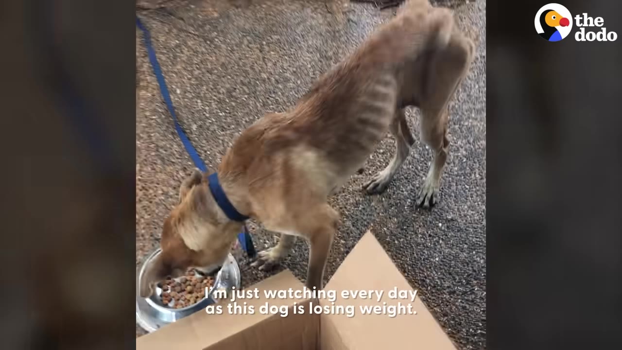 An emaciated brown dog with visible ribs eats food from a metal bowl next to a cardboard box.