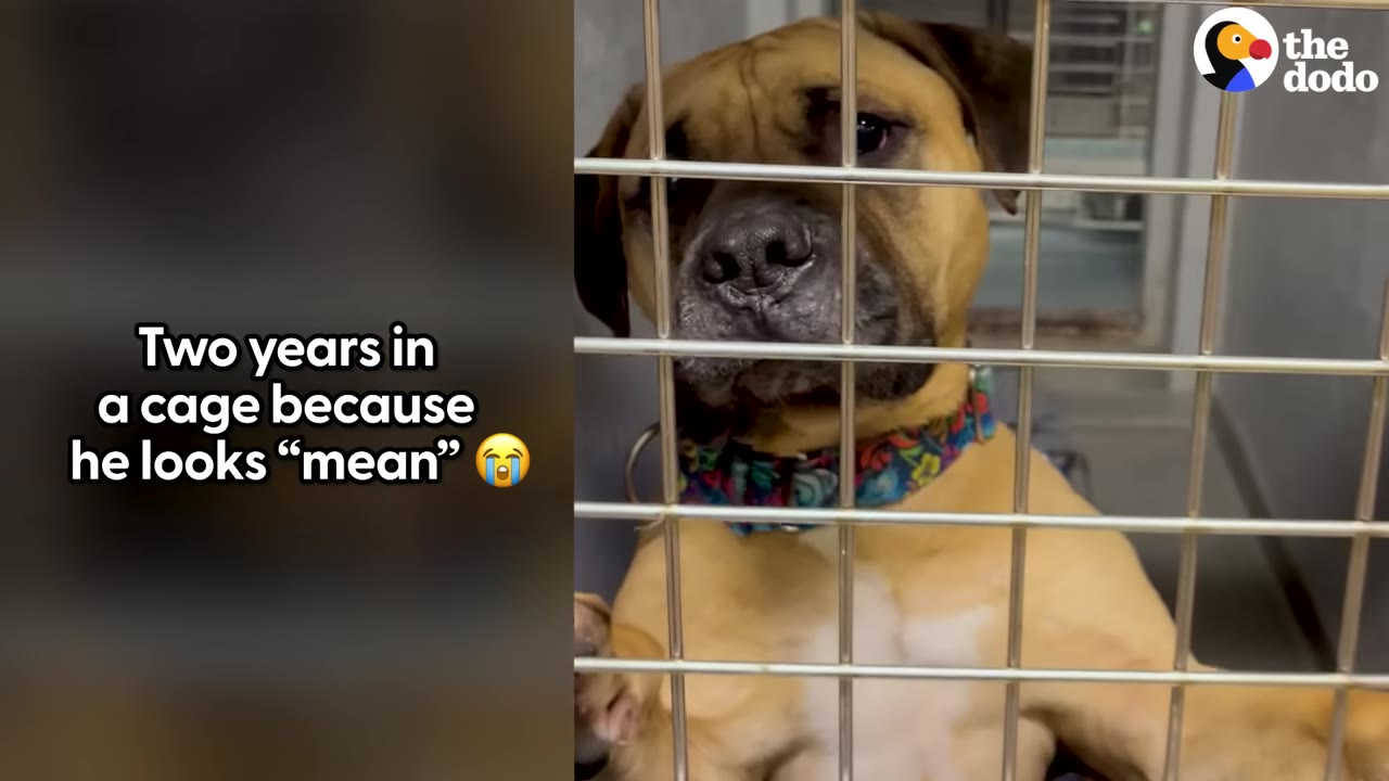 A tan dog with a colorful collar looks out from behind the metal bars of a kennel cage.