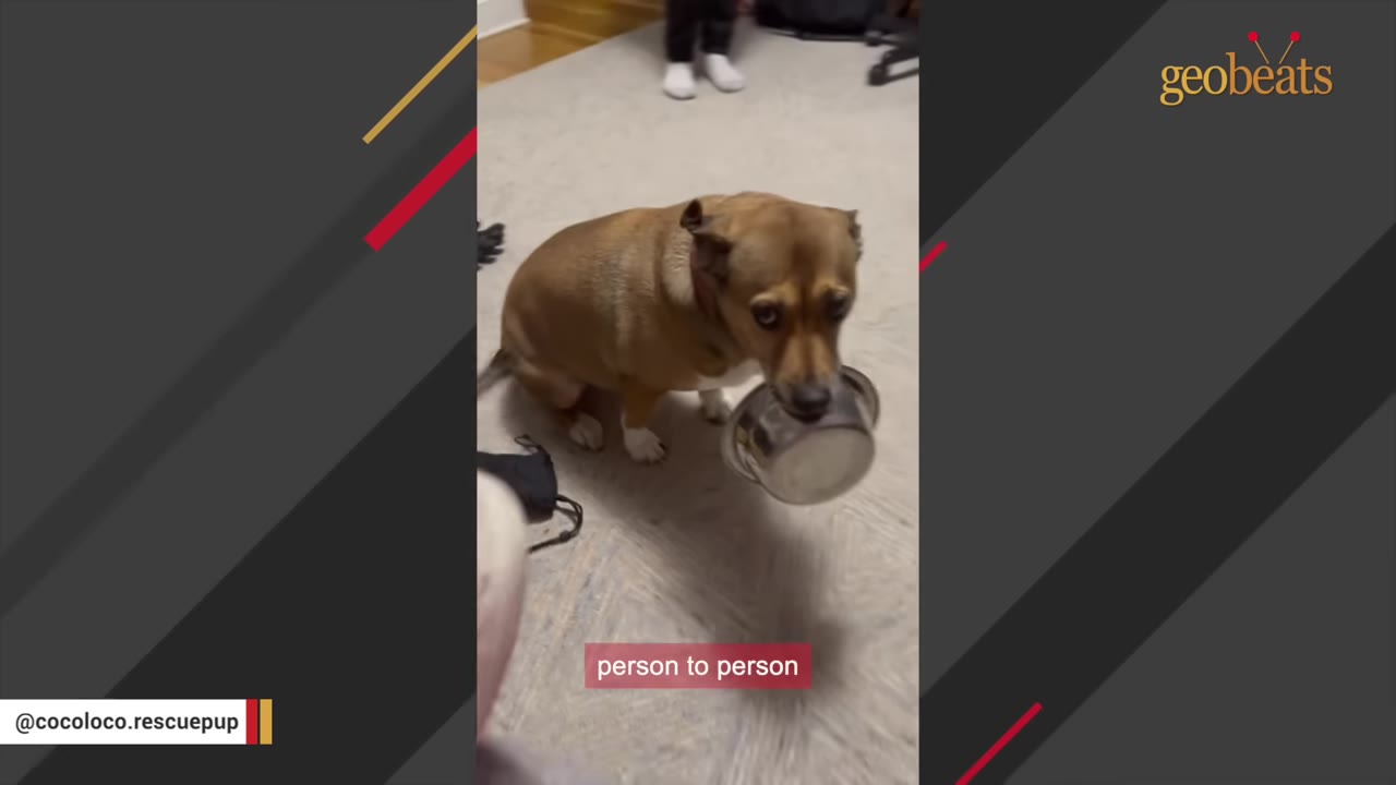A brown dog sits on a carpeted floor, holding a metal food bowl in its mouth and looking up with wide eyes.