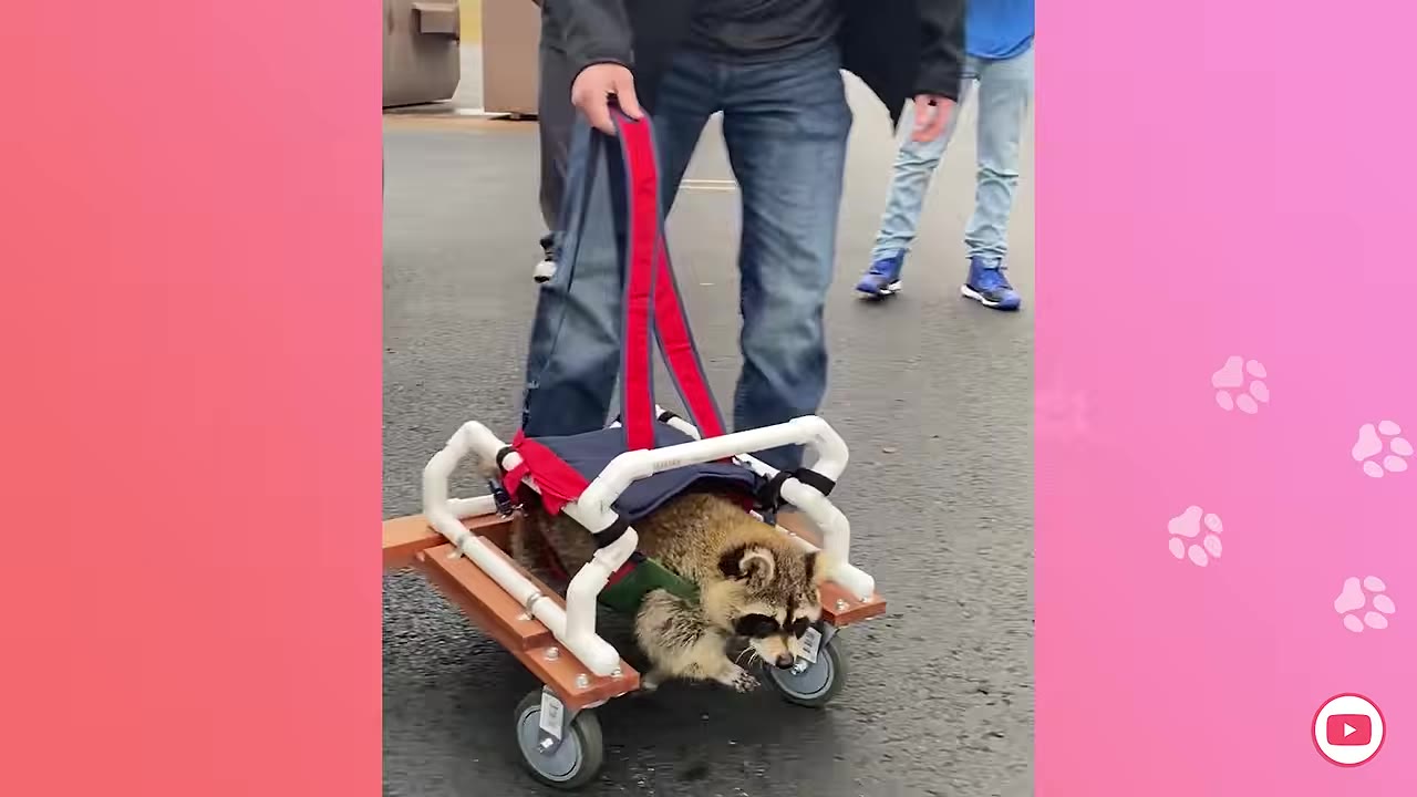A raccoon named Boone is supported by a custom wheeled cart with a red harness, guided by a person walking alongside him.