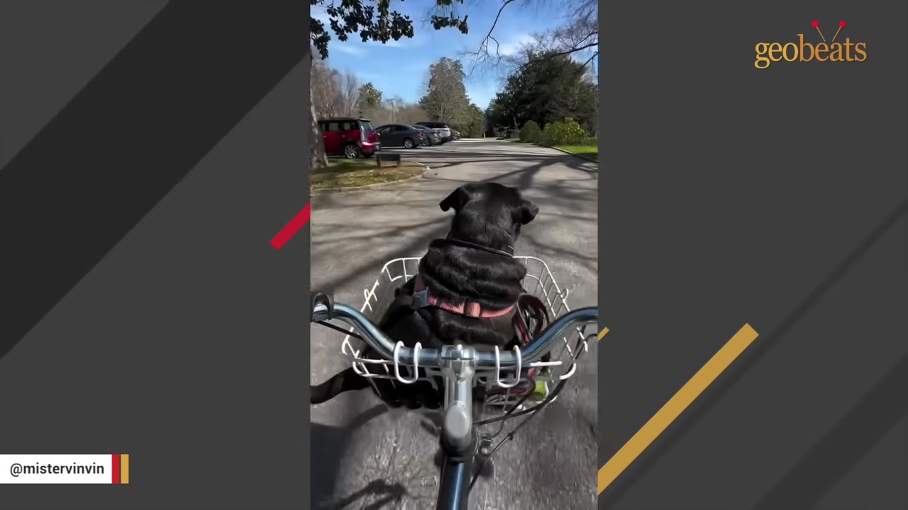 A black dog wearing a pink harness sits in a white wire bicycle basket, looking forward as the bicycle travels down a paved path on a sunny day.