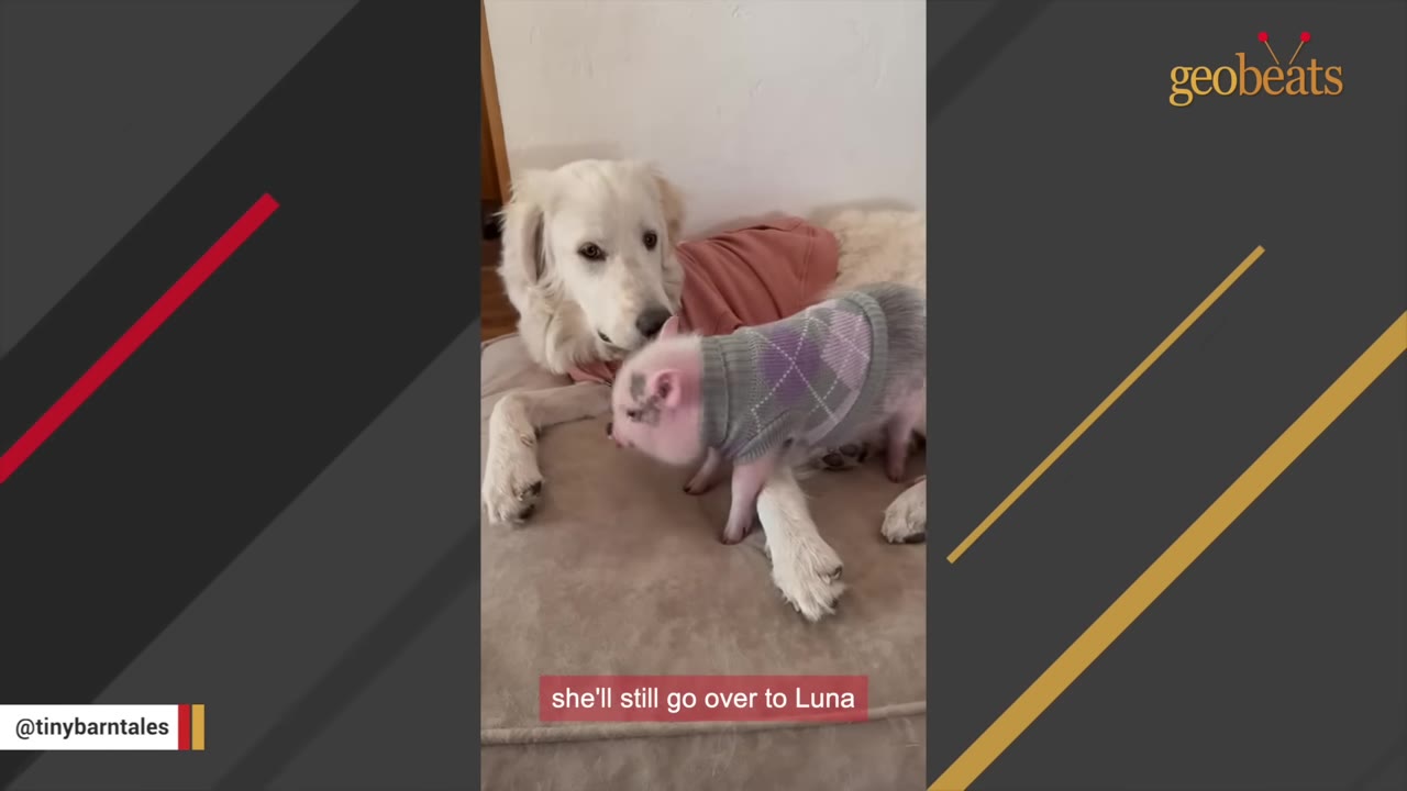 A white dog wearing a pink sweater lies on a dog bed next to a small pig wearing a grey argyle sweater.