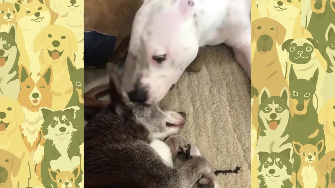A white dog gently nuzzles a brown dog lying down on a carpet.
