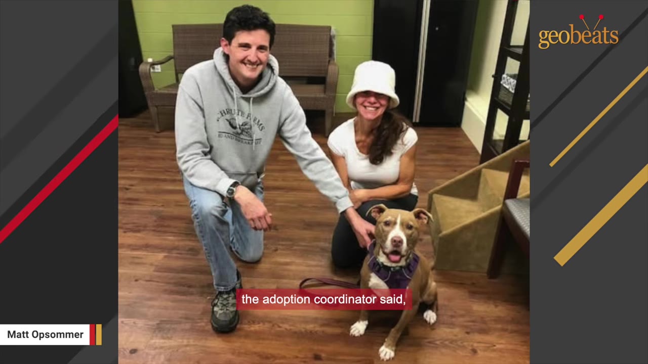 A man in a grey hoodie and a woman in a white hat kneel on a wooden floor next to a brown and white pit bull wearing a purple harness.
