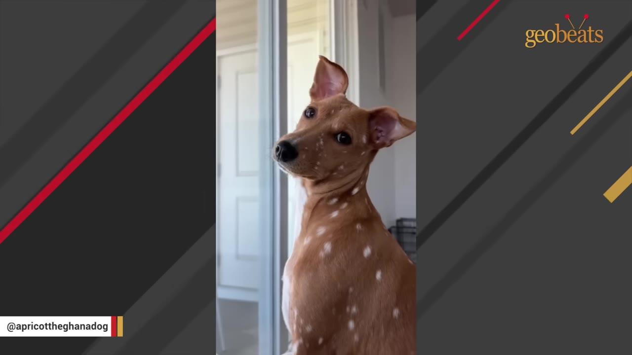 A brown dog with white spots looks back over its shoulder with alert, curious eyes.