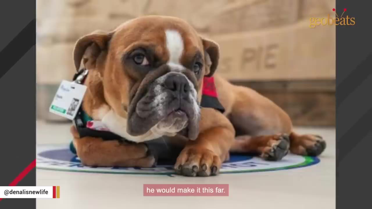 An adult brown and white bulldog lying down on a circular mat, looking directly at the camera.