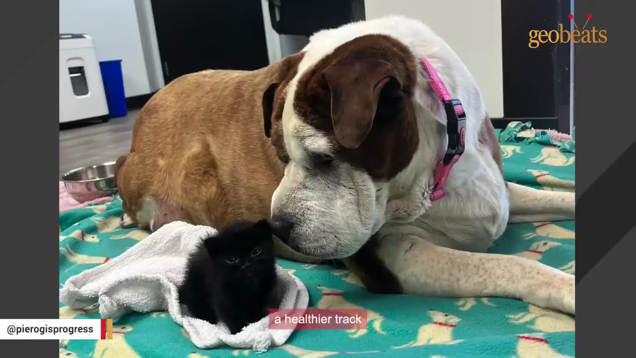 A large brown and white dog with a pink collar lies on a green blanket, gently sniffing a tiny black kitten wrapped in a white towel.