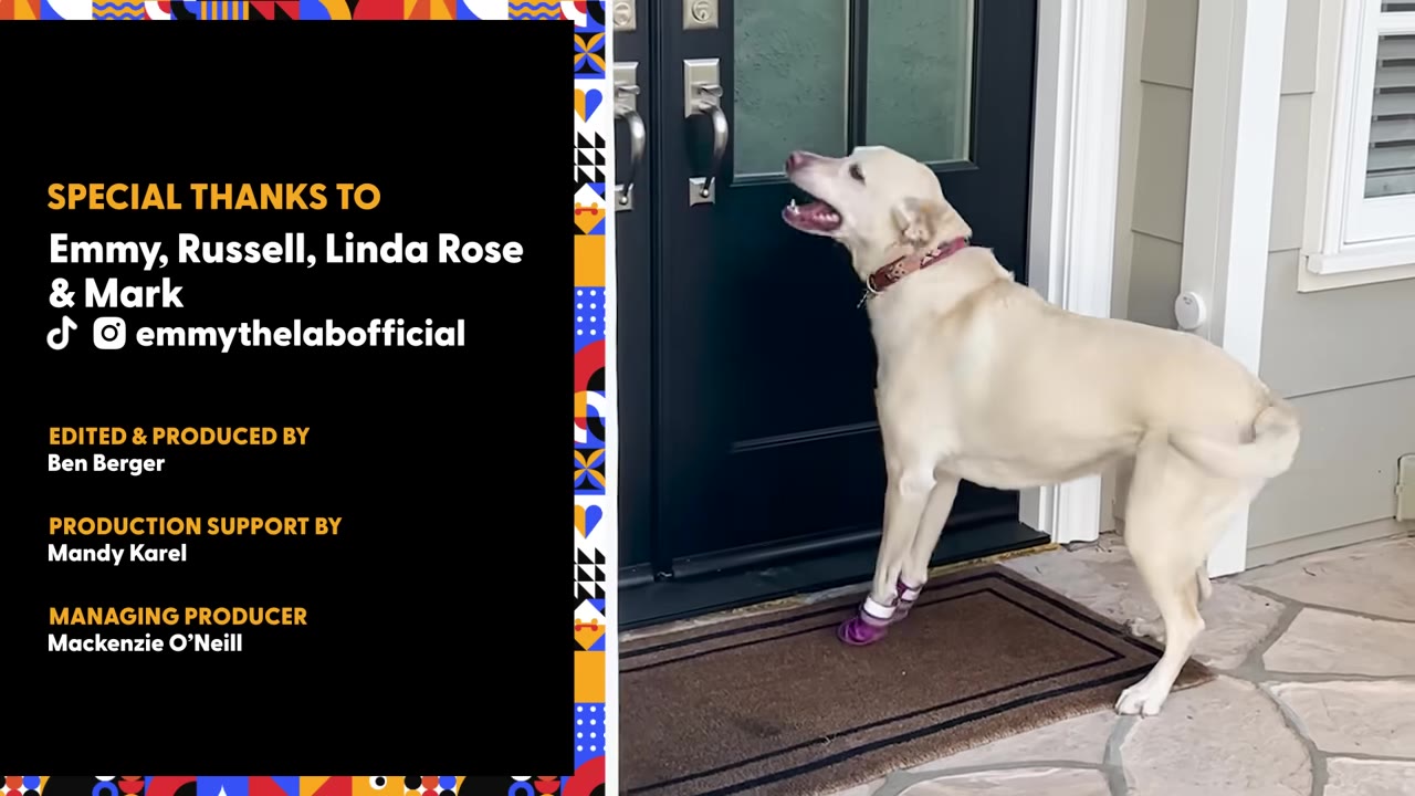 A yellow Labrador retriever wearing purple booties stands on a doormat in front of a dark front door, looking up towards the handle.