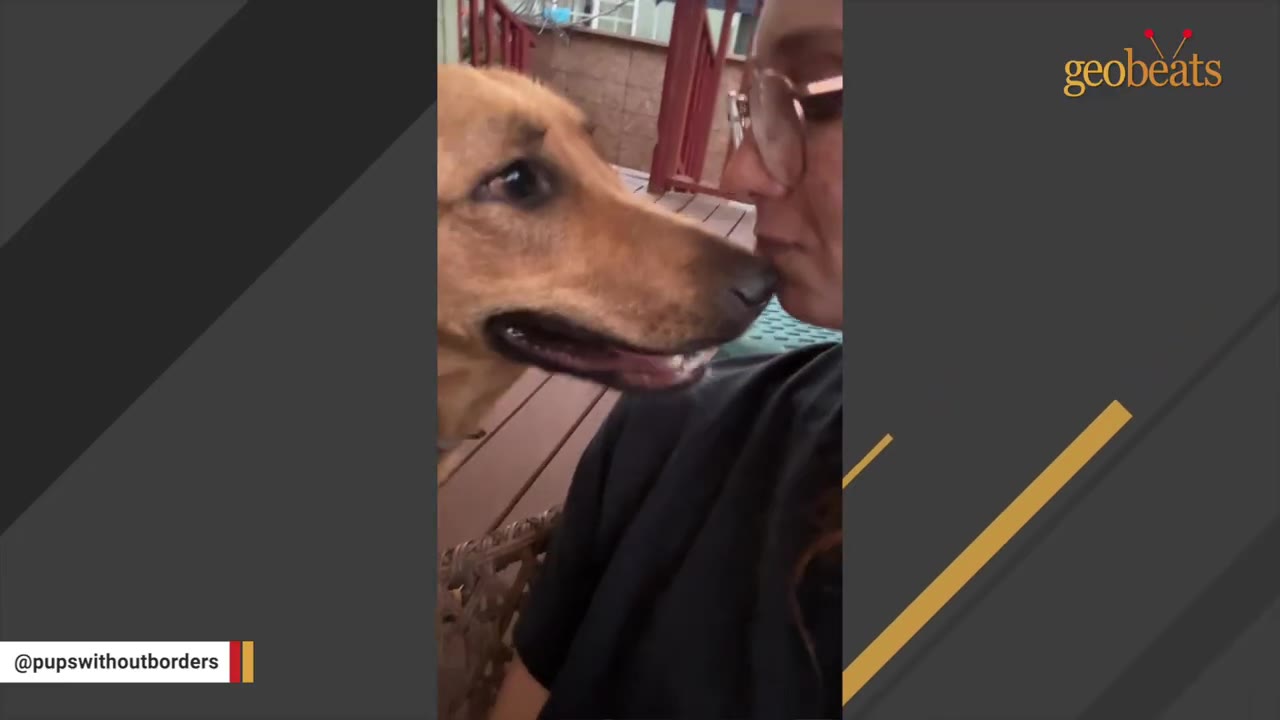 A close-up shot of a golden dog looking affectionately at a woman with glasses who is leaning in close to its face.