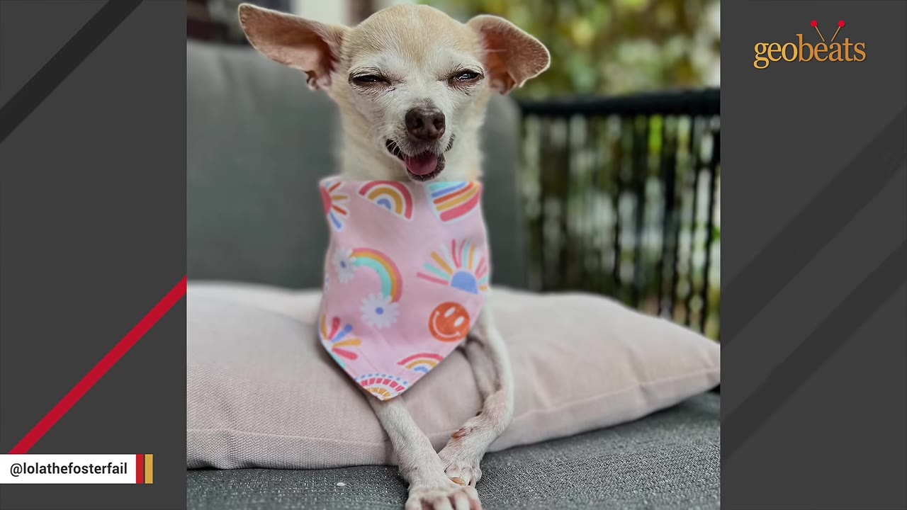 A small, light-colored Chihuahua wearing a pink bandana with rainbows and smiley faces sits on a light pink cushion, squinting happily at the camera.