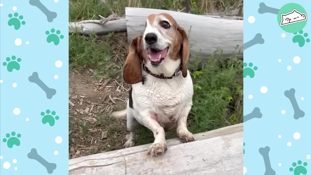 A happy basset hound with long ears stands with its front paws resting on a large log, looking up with an open-mouthed smile.