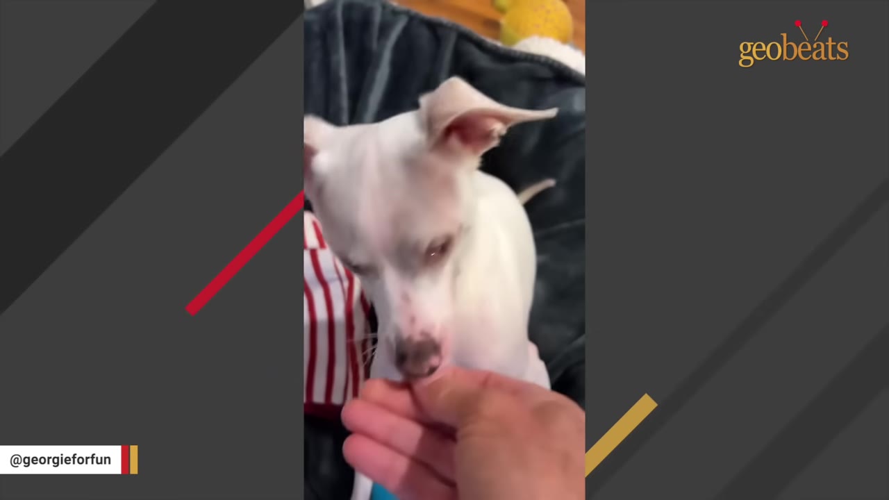 A small white puppy gently licking a person's hand.