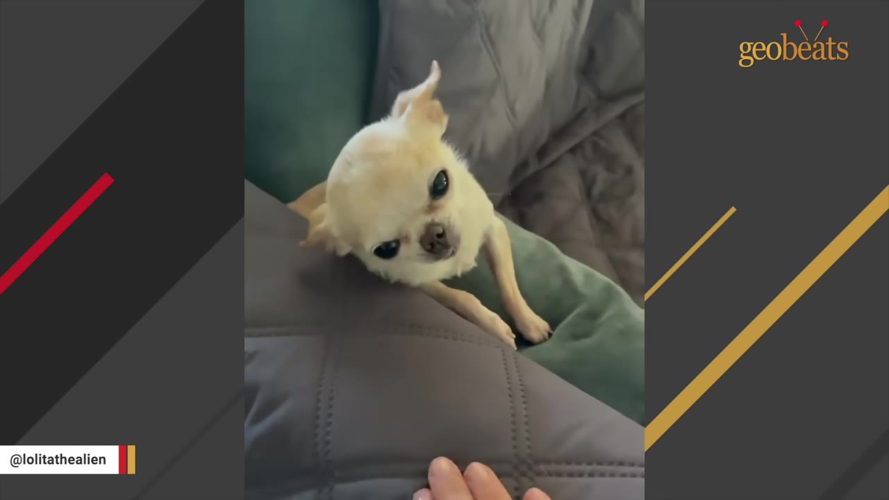 A small, light-colored chihuahua peeks over a grey cushion, looking alertly at the camera.