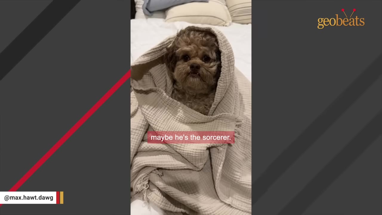 A small, fluffy brown dog wrapped in a beige blanket, looking directly at the camera with a caption that reads 'maybe he's the sorcerer.'