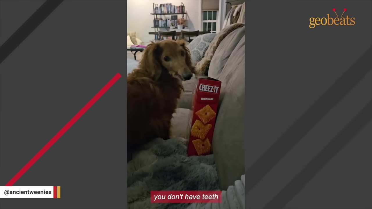 A senior long-haired dachshund sits on a grey couch next to a red box of Cheez-It crackers.