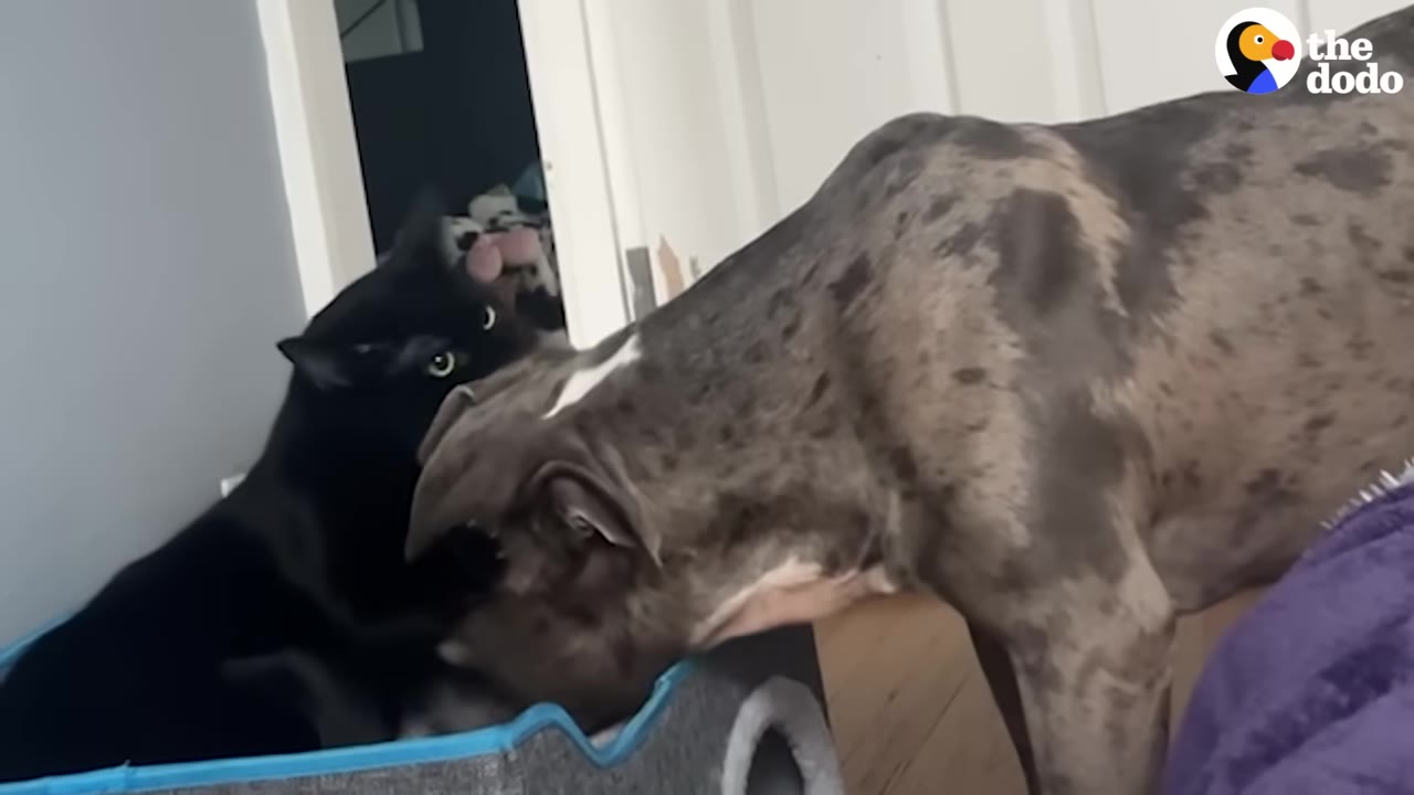 A brindle-patterned dog leans in to sniff a black cat sitting in a blue pet bed.