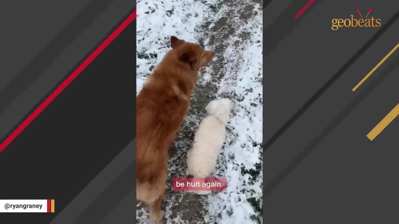 A fluffy white dog and a larger brown dog walk side-by-side on a snowy path.