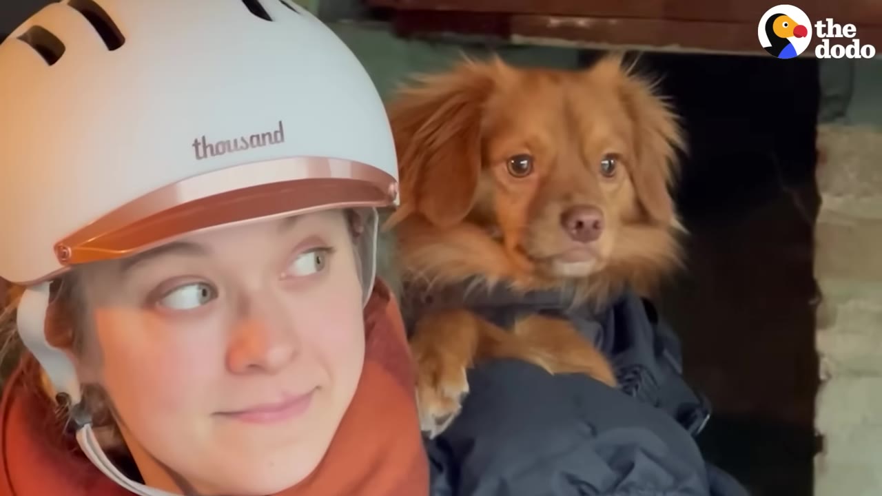 A close-up of a smiling woman wearing a white helmet looking at a fluffy brown dog sitting in a backpack carrier.