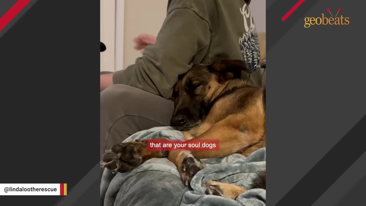 A German Shepherd dog rests its head peacefully against a person's back while sleeping on a soft blanket.
