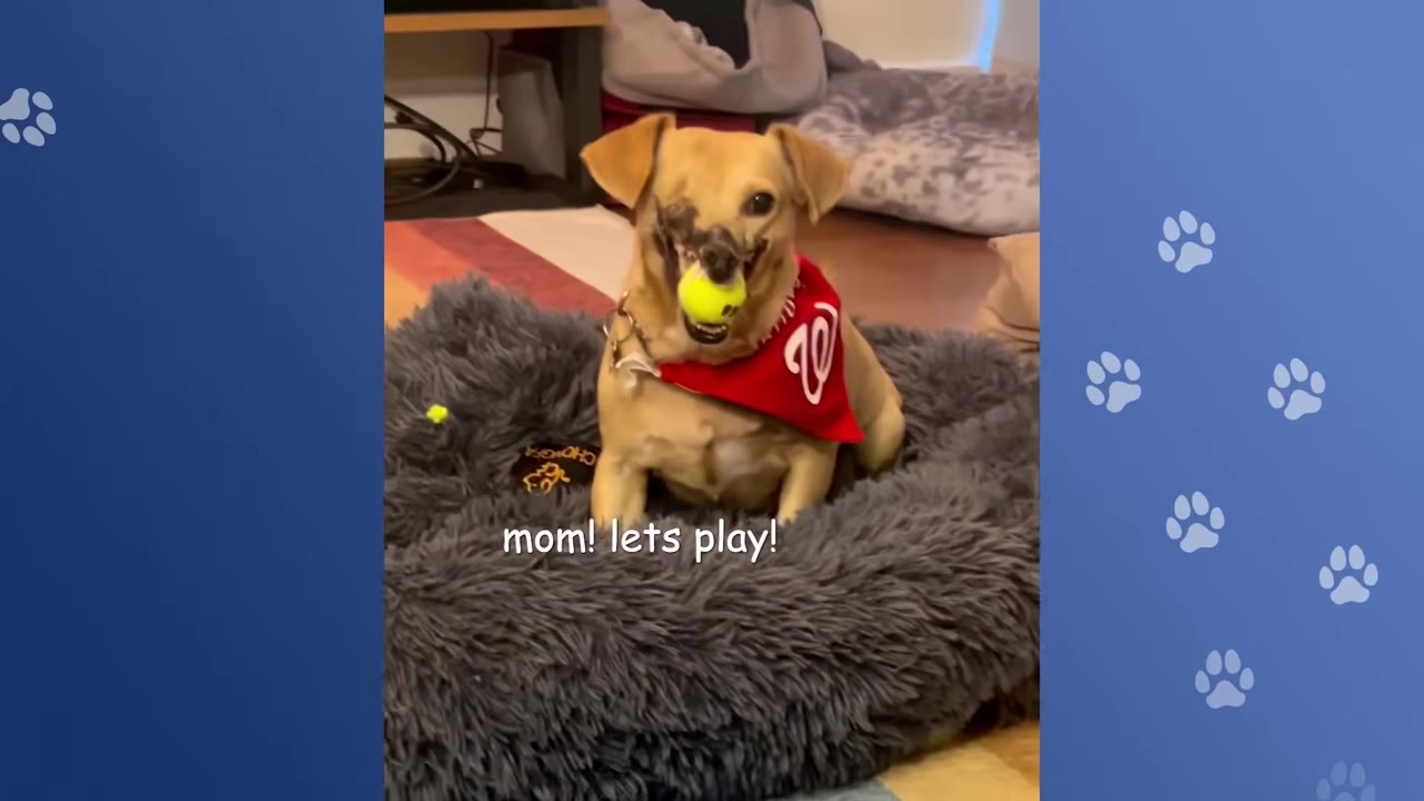 A small tan dog with facial scarring and a missing eye sits happily in a fluffy grey dog bed, holding a yellow tennis ball in its mouth and wearing a red bandana.