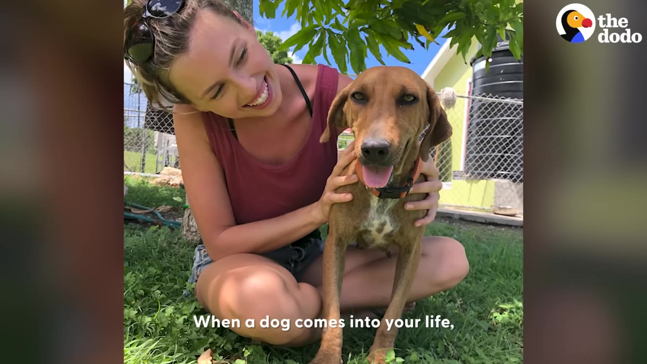 A smiling woman sits on the grass hugging a brown dog with a collar.