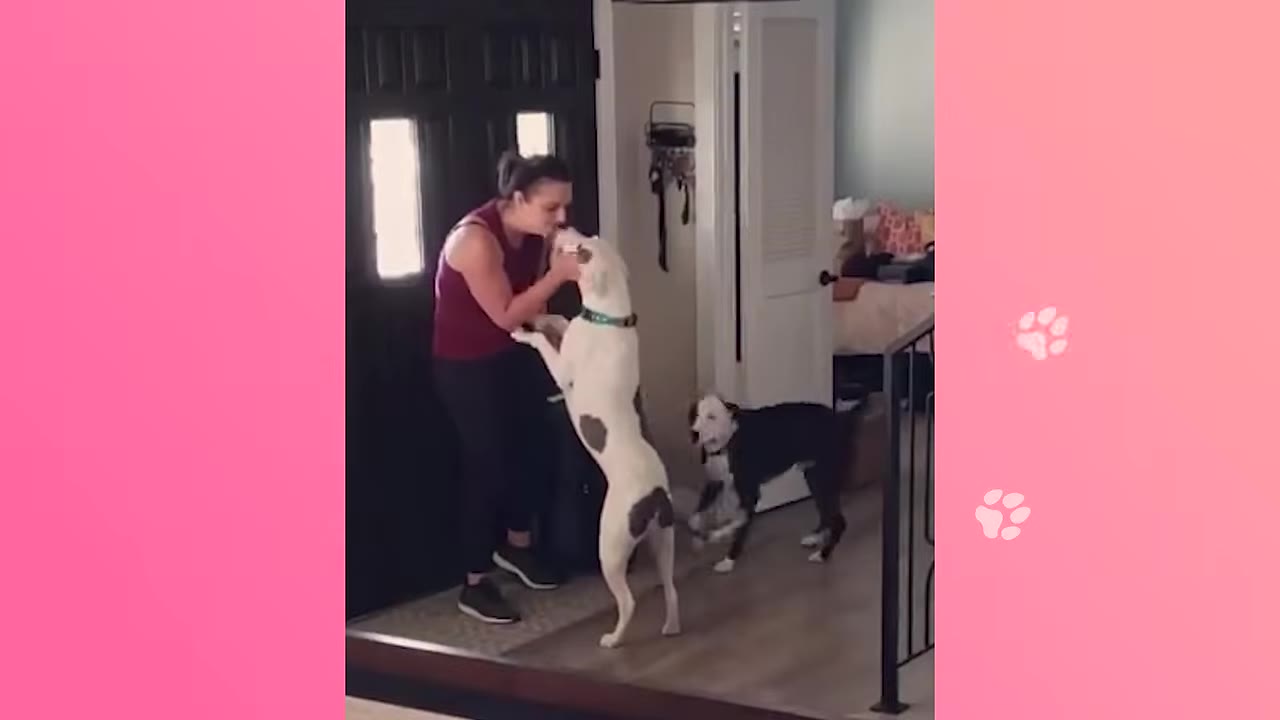 A woman in a sleeveless maroon shirt stands by a black front door inside a home, interacting with a white dog standing on its hind legs, while a black and white dog stands nearby.