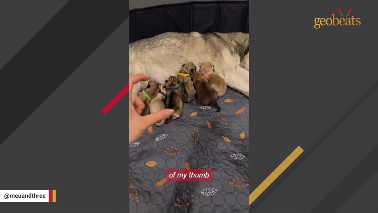A mother dog lies on a patterned grey mat while six small puppies with colorful collars nurse, and a person's hand is visible on the left gesturing to show their size.