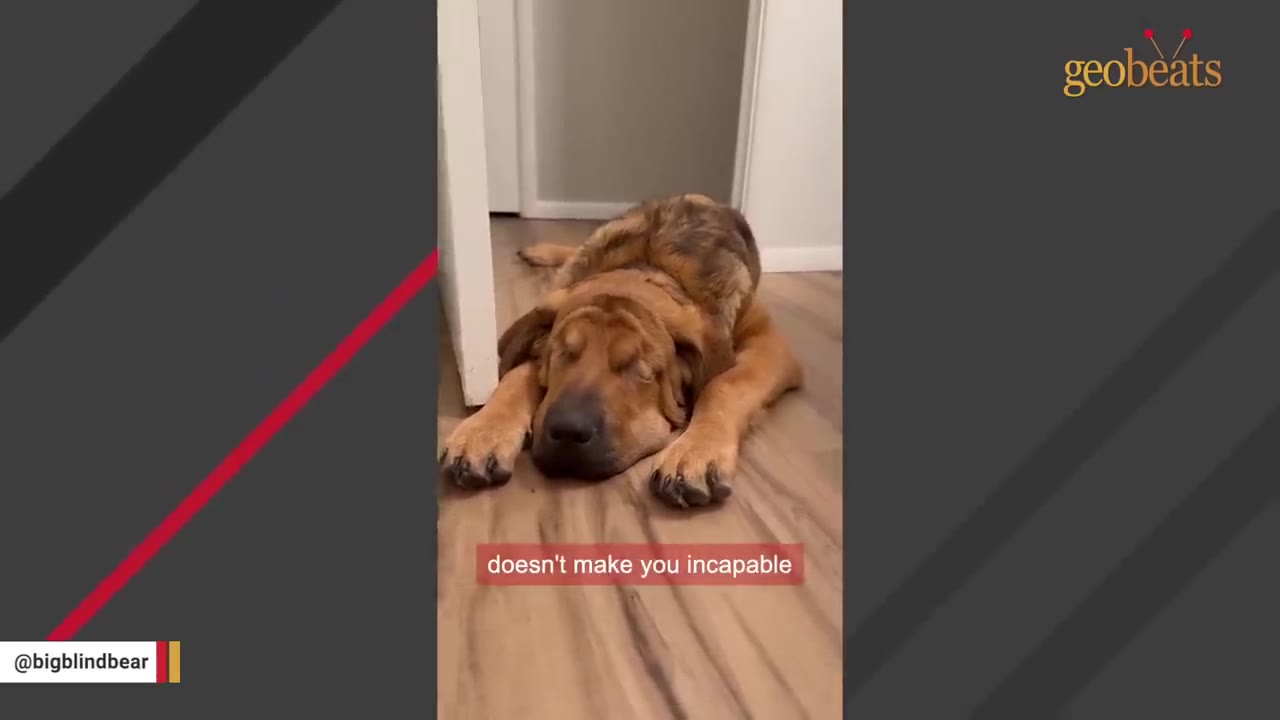 A large brown dog with floppy ears lies resting on a wooden floor, with text overlay reading 'doesn't make you incapable'.