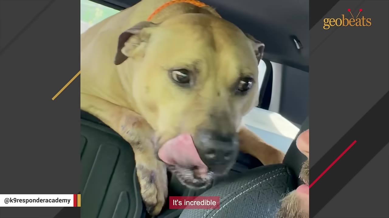 A tan dog in the back of a car licks its nose while looking affectionately towards a person.