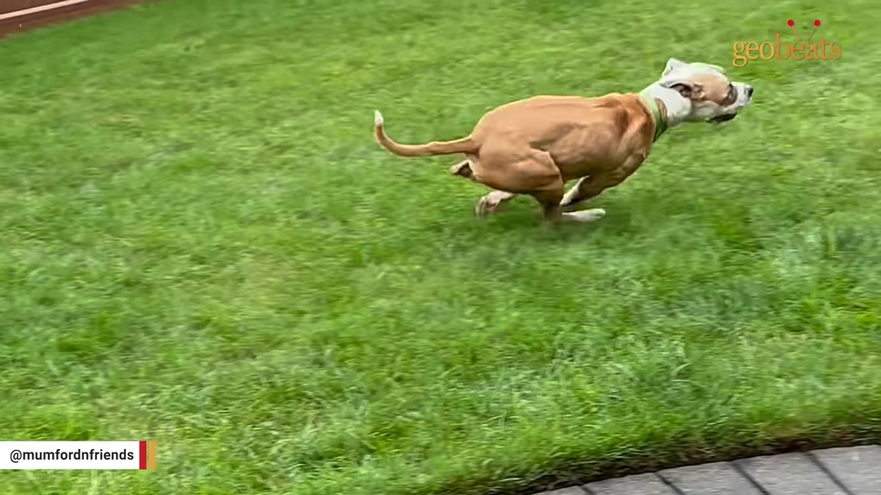 A brown and white dog running fast across a green grass lawn.
