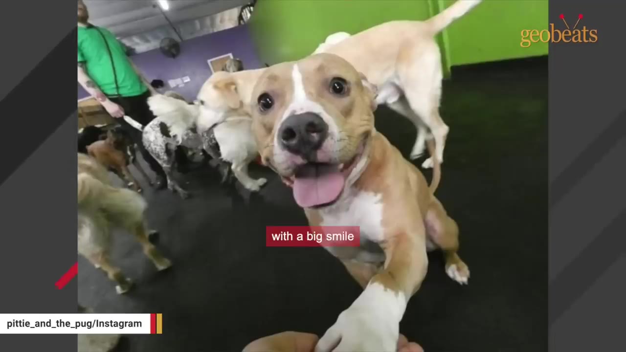 A tan and white pit bull mix smiling widely with its tongue out, looking directly into the camera at a dog daycare.