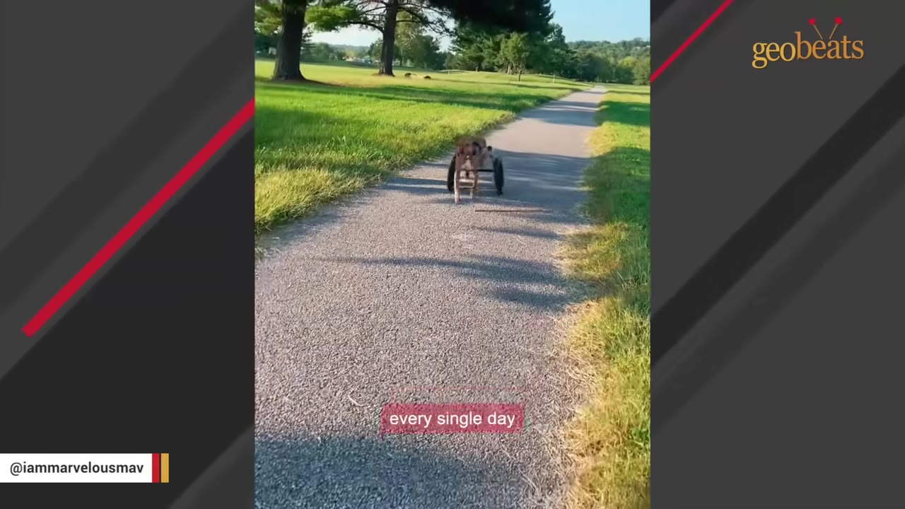 A brown dog in a two-wheeled cart runs down a paved park path surrounded by green grass.