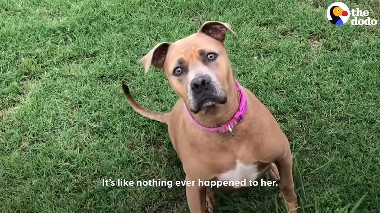 A brown dog with a pink collar sits on green grass, looking up with a curious expression.