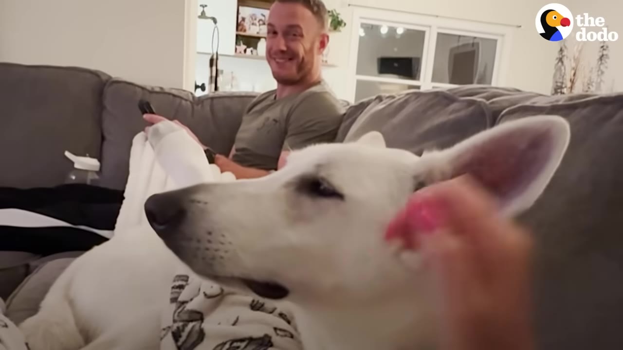 A white dog relaxes on a grey couch while being gently petted on the ear, with a smiling man sitting in the background.