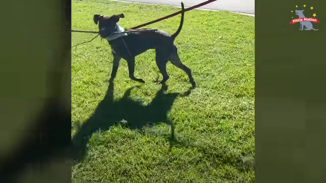 A dark-colored dog proudly carries a long stick in its mouth while walking on a sunny green lawn.