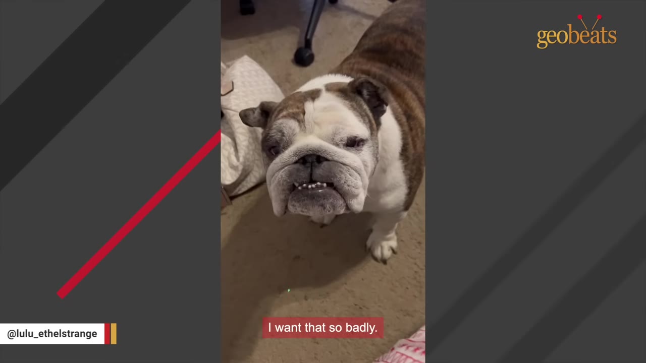 A close-up shot of an English bulldog with a white and brown coat looking up at the camera indoors.