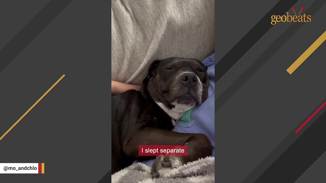 A black and white dog sleeping peacefully next to a person, with a subtitle that reads 'I slept separate'.