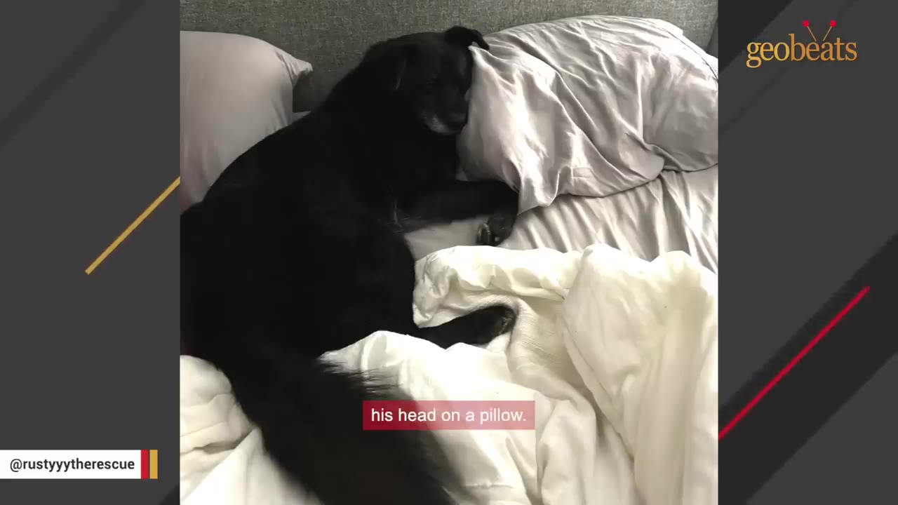A black dog lies on a bed with its head resting on a grey pillow under a white duvet.